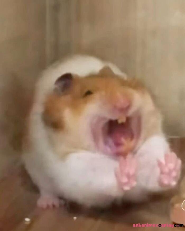 ảnh meme sợ hãi chuột lang